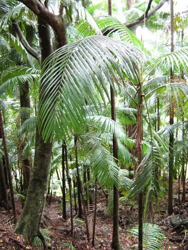 Rainforest in the Garden of Eden