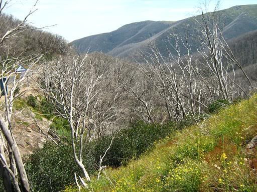 Snow gums at Falls Creek