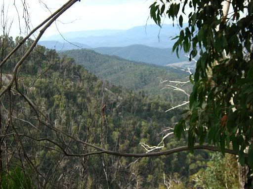 Somewhere on the descent of Mt Buffalo, but I'm not keeping count anymore