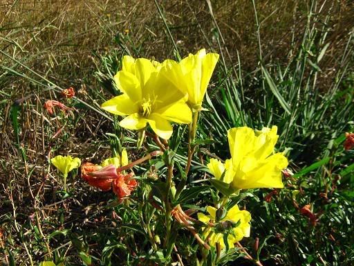 Summer wildflowers