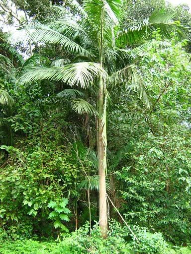 This little patch of rainforest can be seen froma  brief detour to Welchs Road