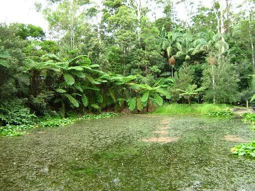 Mt Tamborine botanical gardens