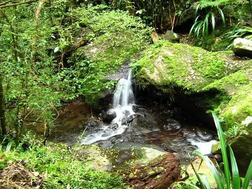 Rainforest at Lamington National Park