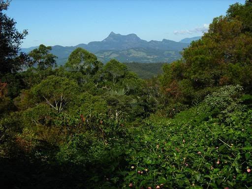 Mt Warning from Tomewin