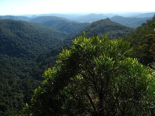 Goomoolahra, Springbrook