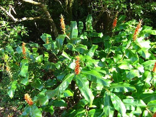 Orchids in bloom on Springbrook