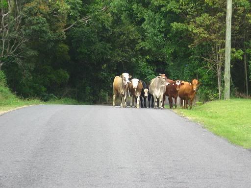 Roadblock Cudgera style