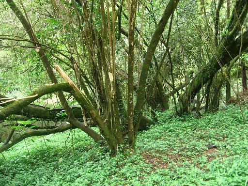 The banks of Byrill Creek