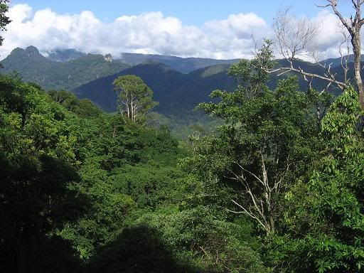 The Macpherson ranges from Tomewin