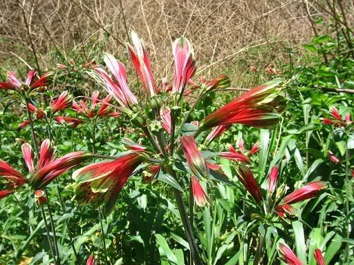 Tweed Valley wildflowers