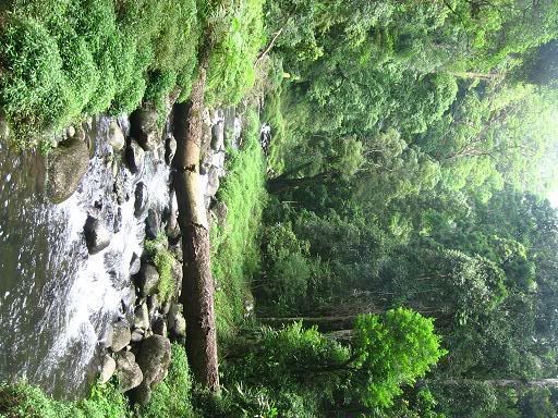 Canungra Creek owns you