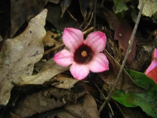 Pretty flower