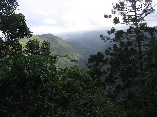 Canungra Gorge, Lamington National Park