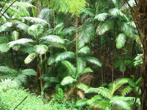 Palms in Urliup