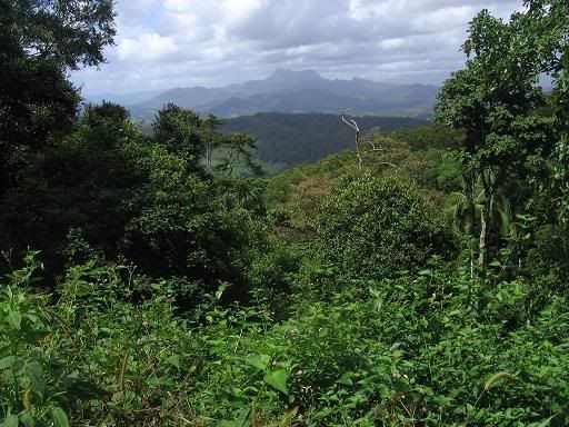 The Garden of Eden overlooks Mt Warning