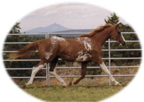 Airdre Apache sire of Bellaire