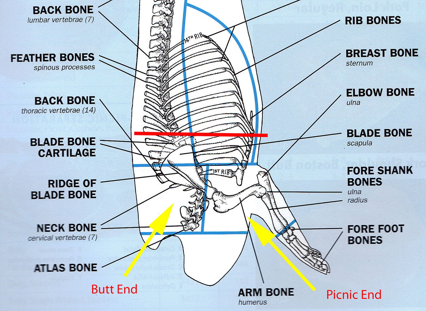 Pork Skeletal Chart