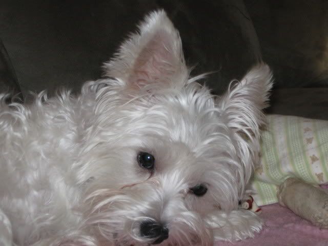 Maltese Westie Mix Learn all about Maltese Westie dogs or 