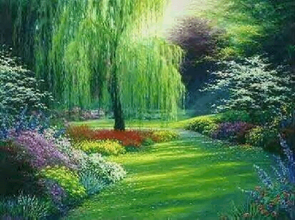 Weeping Willows Trees