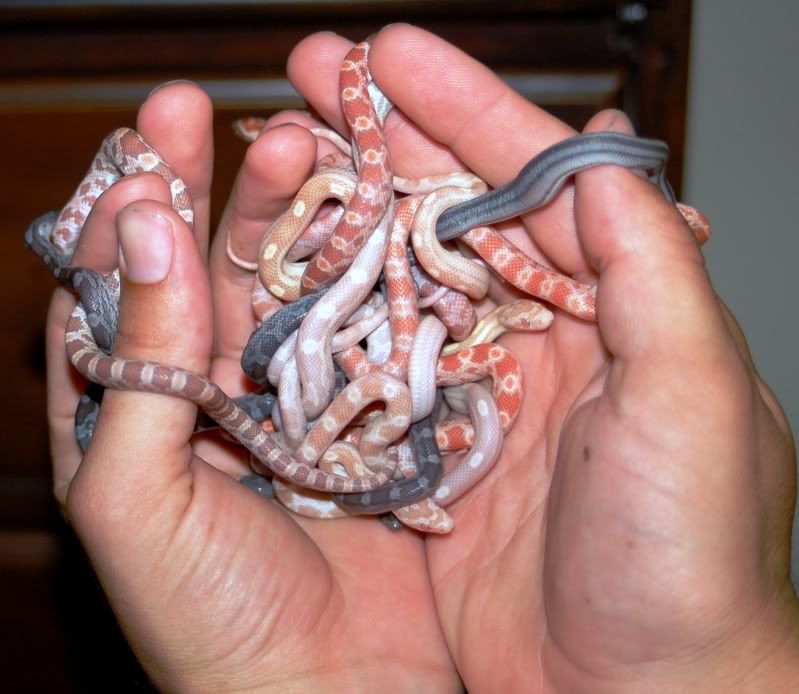 handfullocorns.jpg