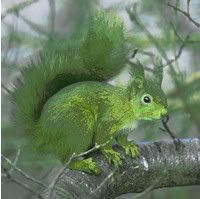 Happylittlegreensquirrel Avatar