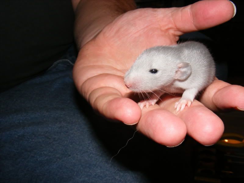 E Midlands Baby dumbo blue rats for sale Reptile Forums