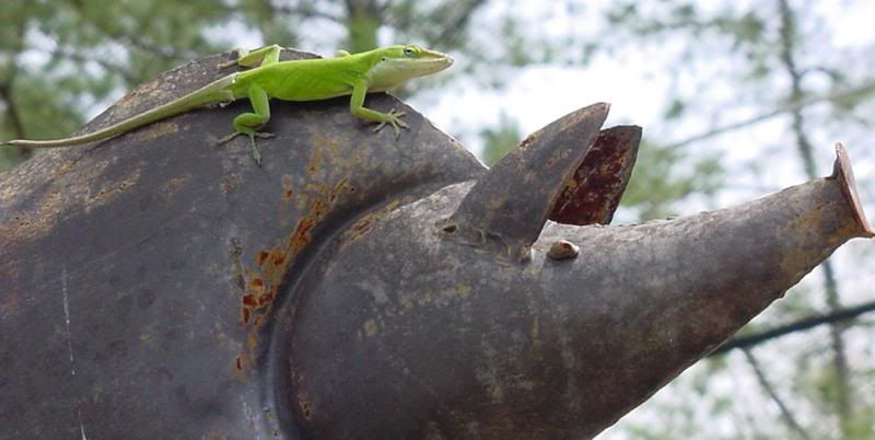 Alabama Lizards