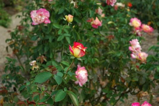How many different types of roses are there?