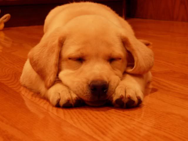 Sadiesleeping.jpg