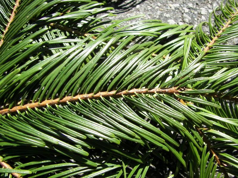 Up Close Look at The Fir Tree Needles