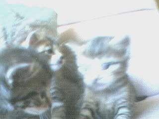[Image: kittens5.jpg]