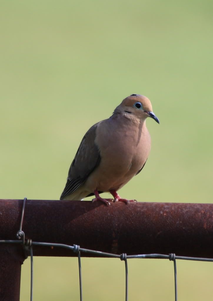 IMAGE: http://img.photobucket.com/albums/v381/JSkinner/birds/mourningdove.jpg