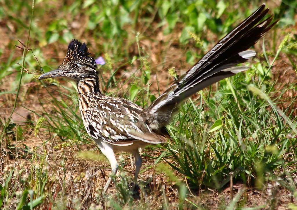 IMAGE: http://img.photobucket.com/albums/v381/JSkinner/birds/roadrunner.jpg