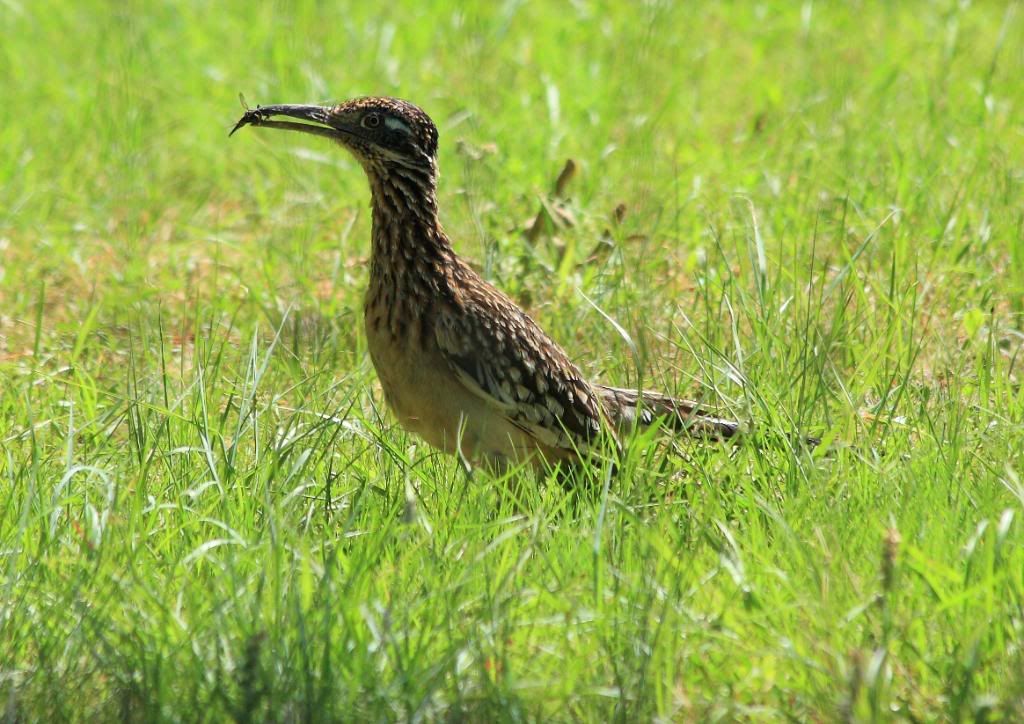 IMAGE: http://img.photobucket.com/albums/v381/JSkinner/birds/roadrunnerdining.jpg