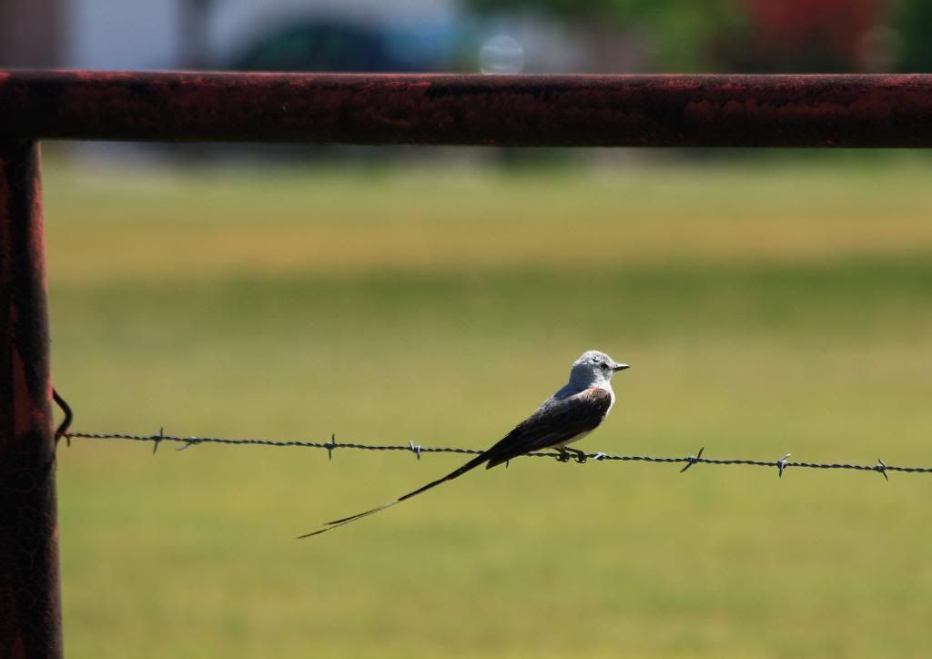 IMAGE: http://img.photobucket.com/albums/v381/JSkinner/birds/scissortail.jpg