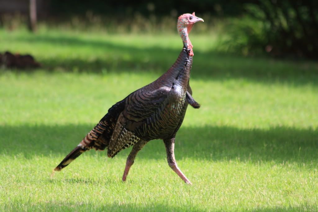 IMAGE: http://img.photobucket.com/albums/v381/JSkinner/birds/turkey1.jpg