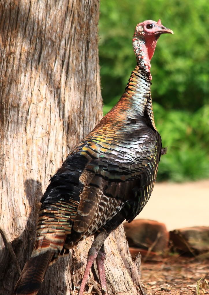 IMAGE: http://img.photobucket.com/albums/v381/JSkinner/birds/turkey2.jpg