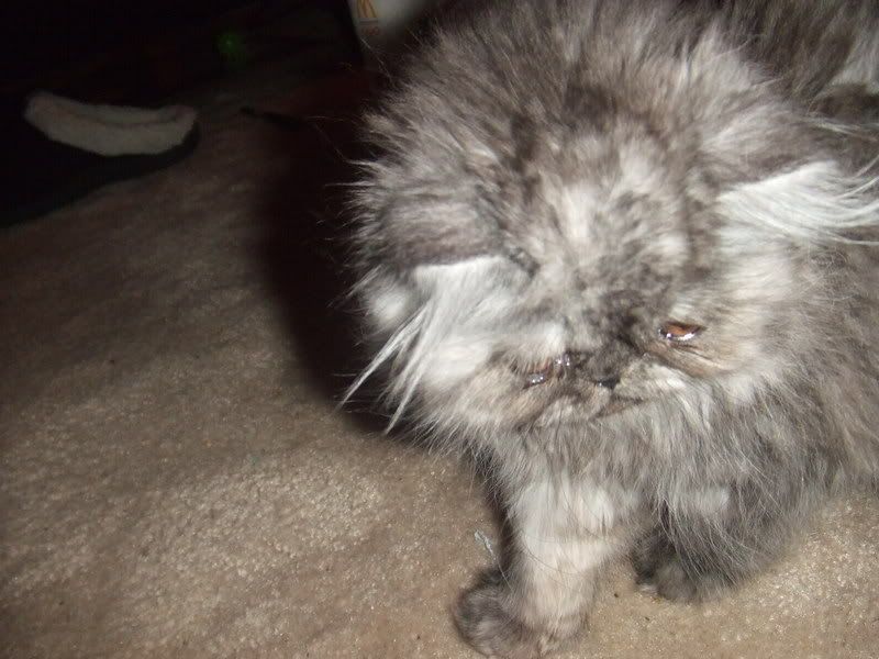 Forum Image: http://img.photobucket.com/albums/v381/privatefrodo/fugly%20cat/venus.jpg