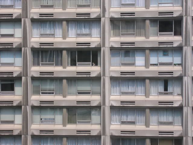 שימו לב לחתול