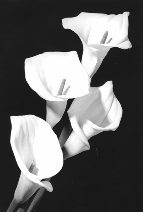 Tutorial Image