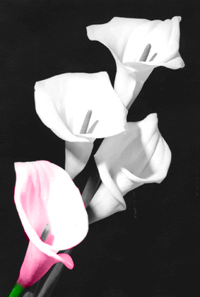Tutorial Image