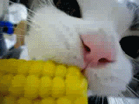 1178014360498.gif