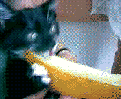 1191833270830.gif