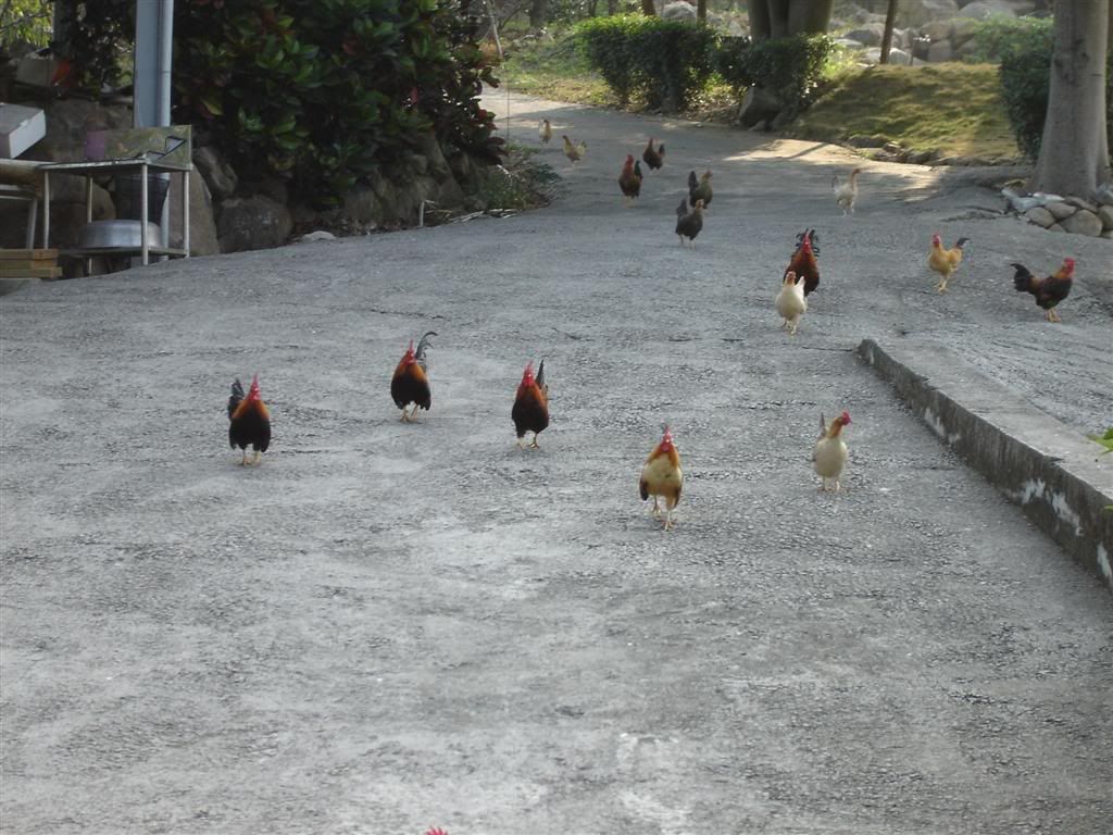A flock of chickens, yay