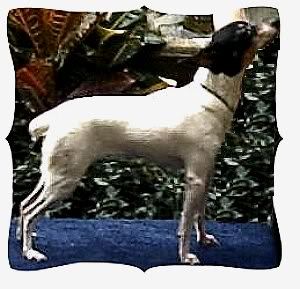 Image hosted by Photobucket.com