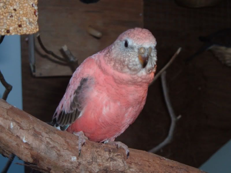 Bourke Parrot