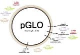 pglo plasmid