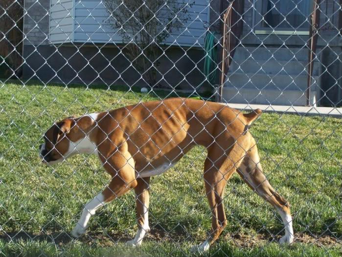 My Boxer is REAL skinny Boxer Forum Boxer Breed Dog Forums