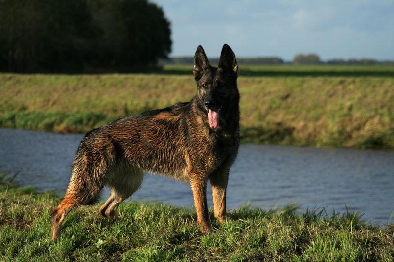 Afbeelding
