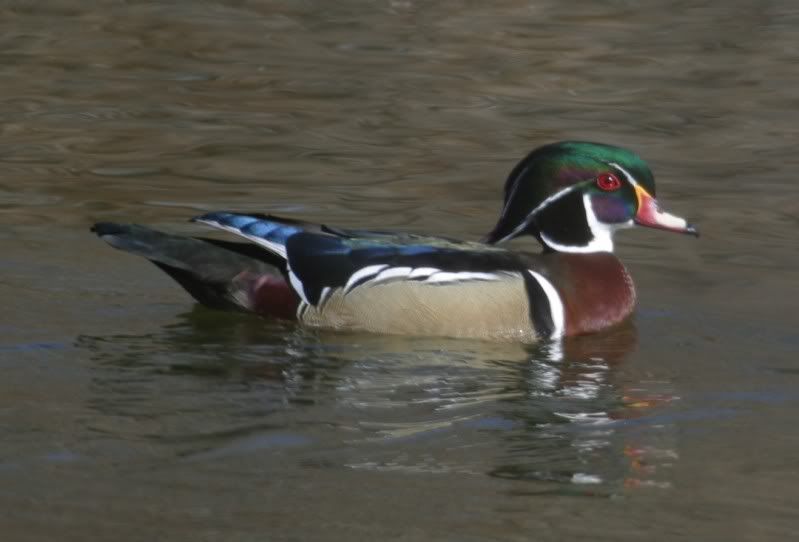 Woodduck.jpg